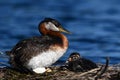 Red-necked Grebe bird sits on nest with baby bird by her side Royalty Free Stock Photo