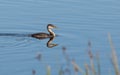 Rednecked Grebe Weaned Juvenile