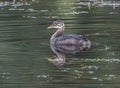 Rednecked Grebe Weaned Juvenile