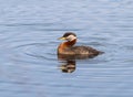 Rednecked Grebe Adult