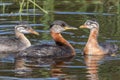 Rednecked Grebe Family with Juvenile Offspring