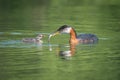 Red-necked Grebe Feeding Fish To Chick Royalty Free Stock Photo