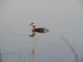 A Red-Necked Grebe Floating on an Alaskan Pond With a Minnow in its Beak