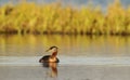 Red necked grebe, Grand Teton National Park