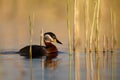 Red-necked grebe