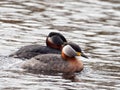 Red-necked grebe - Podiceps grisegen