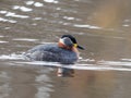 Red-necked grebe - Podiceps grisegen