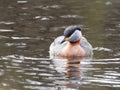 Red-necked grebe - Podiceps grisegen