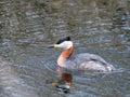 Red-necked grebe - Podiceps grisegen