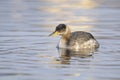 Red-necked grebe - podiceps grisegena Royalty Free Stock Photo