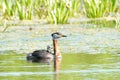 Red Necked Grebe with Chick