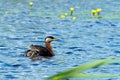 Red-necked Grebe (Podiceps grisegena) with chicks