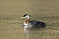 Red-necked grebe swims in open water. Royalty Free Stock Photo