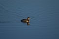 Red Necked Grebe