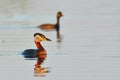 Red Necked Grebe on Water Royalty Free Stock Photo