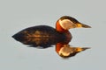 Red Necked Grebe on Water Royalty Free Stock Photo