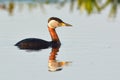 Red Necked Grebe on Water Royalty Free Stock Photo