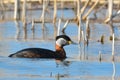 Red Necked Grebe on Water Royalty Free Stock Photo