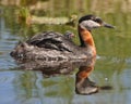 Red necked Grebes cab Royalty Free Stock Photo