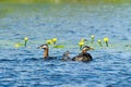 Red-necked Grebes(Podiceps grisegena) with their chicks