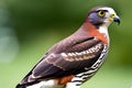 Red-necked Hawk (Buteo jamaicensis). Generative AI