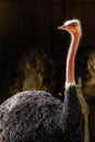 Red-necked ostrich,Struthio camelus in Jerez de la Frontera, Andalusia, Spain Royalty Free Stock Photo