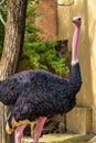Red-necked ostrich,Struthio camelus in Jerez de la Frontera, Andalusia, Spain Royalty Free Stock Photo