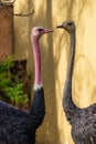 Red-necked ostrich,Struthio camelus in Jerez de la Frontera, Andalusia, Spain Royalty Free Stock Photo