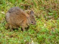 Red-Necked Pademelon Royalty Free Stock Photo