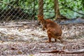 Red necked pademelon Royalty Free Stock Photo
