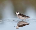 Red-necked phalarope