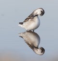 Red-necked phalarope