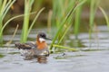 Red-necked phalarope Royalty Free Stock Photo