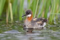 Red-necked phalarope