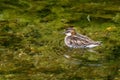 Red-necked phalarope against the background of green water in the Landmannalaugar valley, Iceland