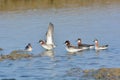 Red-necked Phalarope bird