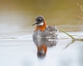 Red necked Phalarope