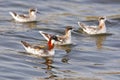 Red-necked Phalarope