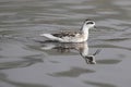 Red-necked Phalarope (Phalaropus lobatus) Royalty Free Stock Photo