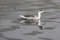 Red-necked Phalarope (Phalaropus lobatus)