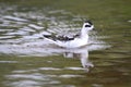 Red-necked Phalarope (Phalaropus lobatus) Royalty Free Stock Photo