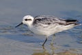 Red-necked Phalarope Phalaropus lobatus Birds non breeding