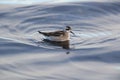 Red-necked phalarope Phalaropus lobatus Iceland