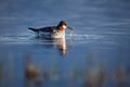 Red-necked phalarope Phalaropus lobatus on a lake in northern Norway, Varangerfjord. A picture of a bird living beyond the