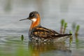 Red-necked Phalarope - Phalaropus lobatus at morning from Varanger with blue background Royalty Free Stock Photo