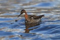 Red-necked phalarope Phalaropus lobatus Iceland