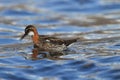 Red-necked phalarope Phalaropus lobatus Iceland