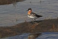 Red-necked phalarope Phalaropus lobatus Iceland