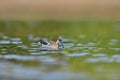 Red-necked phalarope Phalaropus lobatus