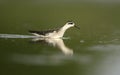 Red-necked phalarope, Phalaropus lobatus